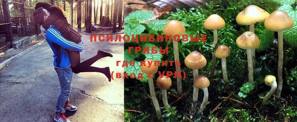 стаф Аркадак